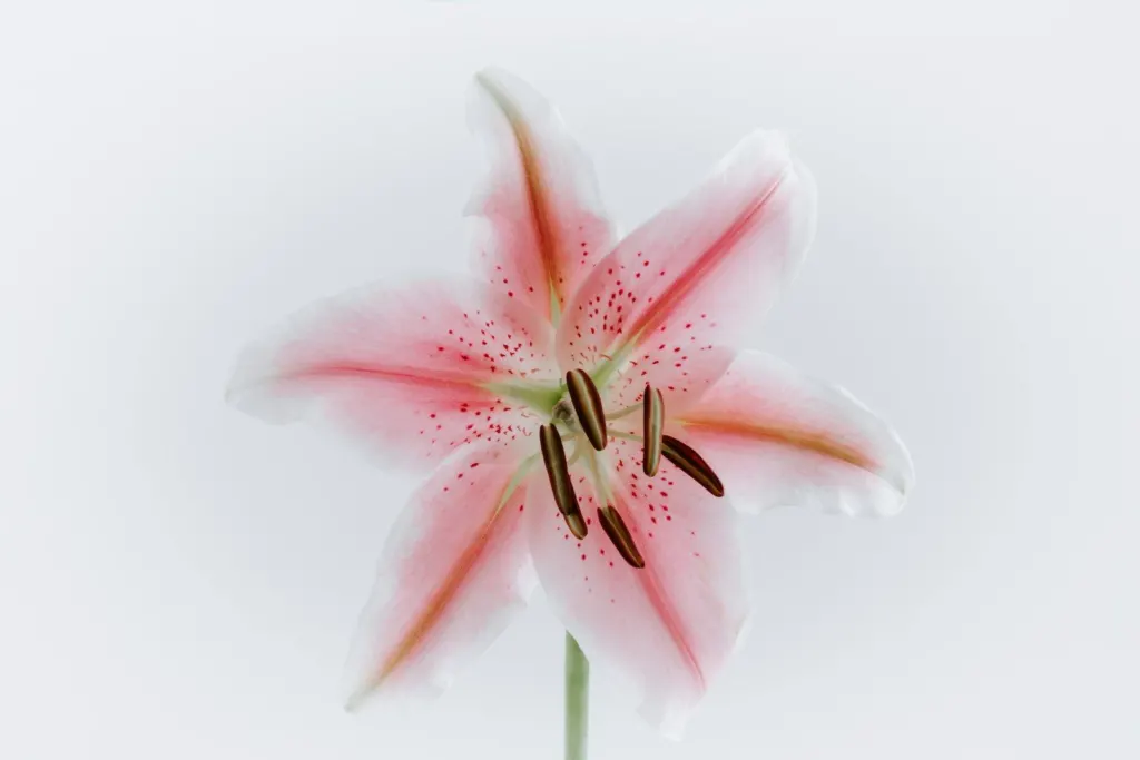 Flor de lirio blanco